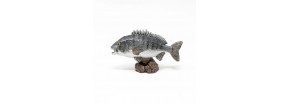 Black Sea Bream - Cá Tráp Đen