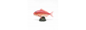 Red Sea Bream - Cá Tráp Đỏ